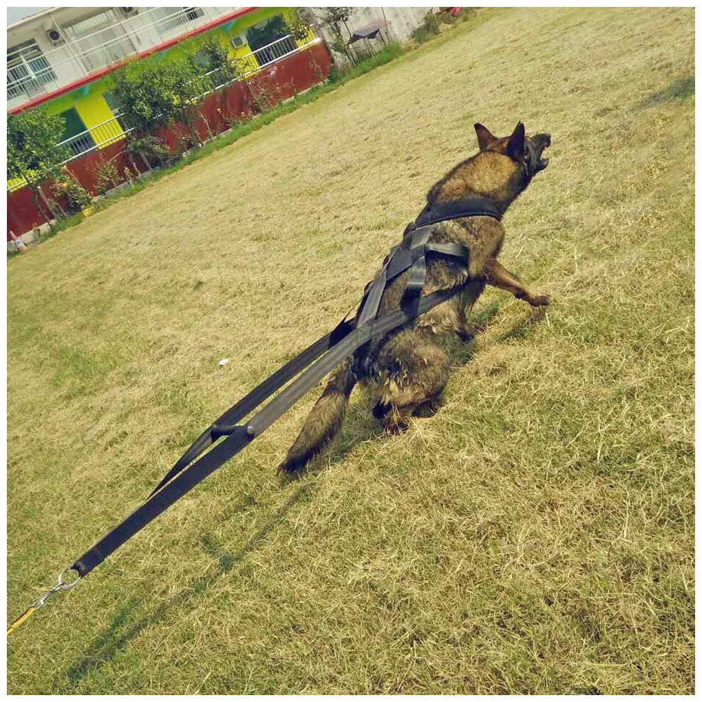 Crystal Dog training supplies